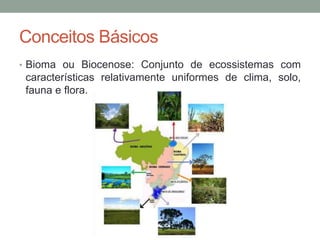 • Bioma ou Biocenose: Conjunto de ecossistemas com
características relativamente uniformes de clima, solo,
fauna e flora.
Conceitos Básicos
 