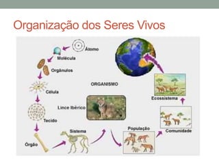 Organização dos Seres Vivos
 