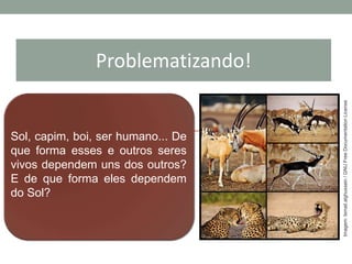 Problematizando!
Sol, capim, boi, ser humano... De
que forma esses e outros seres
vivos dependem uns dos outros?
E de que forma eles dependem
do Sol?
Imagem:Ismail.alghussein/GNUFreeDocumentationLicense
 