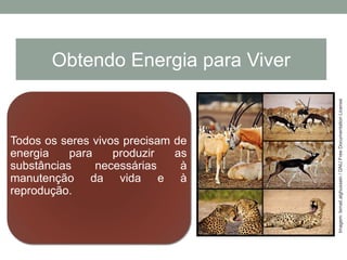 Todos os seres vivos precisam de
energia para produzir as
substâncias necessárias à
manutenção da vida e à
reprodução.
Obtendo Energia para Viver
Imagem:Ismail.alghussein/GNUFreeDocumentationLicense
 