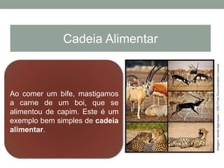 Ao comer um bife, mastigamos
a carne de um boi, que se
alimentou de capim. Este é um
exemplo bem simples de cadeia
alimentar.
Cadeia Alimentar
Imagem:Ismail.alghussein/GNUFreeDocumentationLicense
 