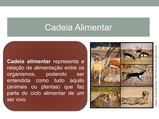 Cadeia alimentar representa a
relação de alimentação entre os
organismos, podendo ser
entendida como tudo aquilo
(animais ou plantas) que faz
parte do ciclo alimentar de um
ser vivo.
Cadeia Alimentar
Imagem:Ismail.alghussein/GNUFreeDocumentationLicense
 