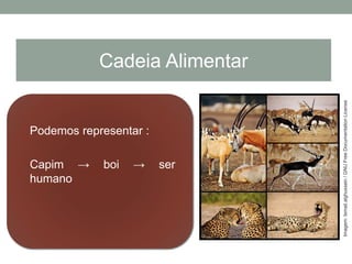 Podemos representar :
Capim → boi → ser
humano
Cadeia Alimentar
Imagem:Ismail.alghussein/GNUFreeDocumentationLicense
 