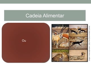 Ou
Cadeia Alimentar
Imagem:Ismail.alghussein/GNUFreeDocumentationLicense
 