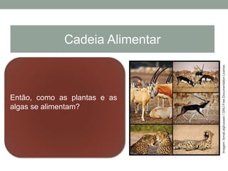 Então, como as plantas e as
algas se alimentam?
Cadeia Alimentar
Imagem:Ismail.alghussein/GNUFreeDocumentationLicense
 