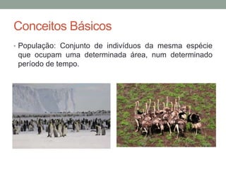 Conceitos Básicos
• População: Conjunto de indivíduos da mesma espécie
que ocupam uma determinada área, num determinado
período de tempo.
 
