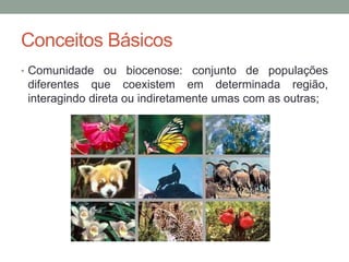 Conceitos Básicos
• Comunidade ou biocenose: conjunto de populações
diferentes que coexistem em determinada região,
interagindo direta ou indiretamente umas com as outras;
 