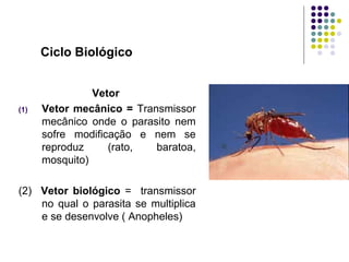 Ciclo Biológico
Vetor
(1) Vetor mecânico = Transmissor
mecânico onde o parasito nem
sofre modificação e nem se
reproduz (rato, baratoa,
mosquito)
(2) Vetor biológico = transmissor
no qual o parasita se multiplica
e se desenvolve ( Anopheles)
 