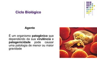 Ciclo Biológico
Agente
É um organismo patogênico que
dependendo da sua virulência e
patogenicidade pode causar
uma patologia de menor ou maior
gravidade
 