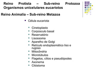 Reino Protista – Sub-reino Protozoa
Organismos unicelulares eucariotos
 Célula eucariota
 Cinetoplasto
 Corpúsculo basal
 Reservatório
 Lisossoma
 Aparelho de Golgi
 Retículo endoplasmático liso e
rugoso
 Mitocôndria
 Microtúbulos
 Flagelos, cílios e pseudópodes
 Axonema
 Citóstoma
Reino Animalia – Sub-reino Metazoa
 