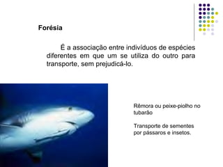 Forésia
É a associação entre indivíduos de espécies
diferentes em que um se utiliza do outro para
transporte, sem prejudicá-lo.
Rêmora ou peixe-piolho no
tubarão
Transporte de sementes
por pássaros e insetos.
 