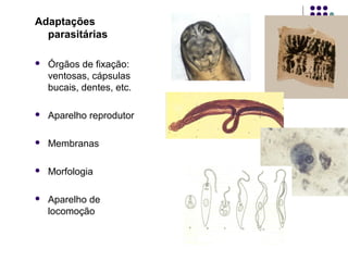 Adaptações
parasitárias
 Órgãos de fixação:
ventosas, cápsulas
bucais, dentes, etc.
 Aparelho reprodutor
 Membranas
 Morfologia
 Aparelho de
locomoção
 