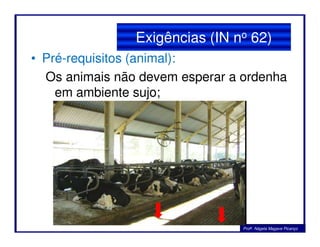 Exigências (IN no 62)
• Pré-requisitos (animal):
Os animais não devem esperar a ordenha
em ambiente sujo;
Profa. Nágela Magave Picanço
 