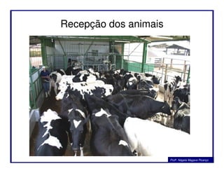 Recepção dos animais
Profa. Nágela Magave Picanço
 