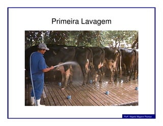 Primeira Lavagem
Profa. Nágela Magave Picanço
 