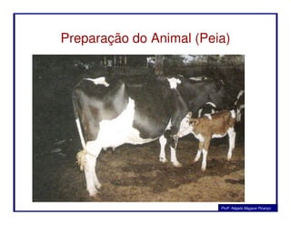 Preparação do Animal (Peia)
Profa. Nágela Magave Picanço
 
