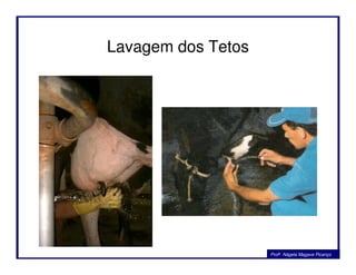 Lavagem dos Tetos
Profa. Nágela Magave Picanço
 