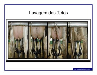 Lavagem dos Tetos
Profa. Nágela Magave Picanço
 