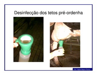 Desinfecção dos tetos pré-ordenha
Profa. Nágela Magave Picanço
 
