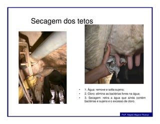 Secagem dos tetos
• 1. Água: remove e solta sujeira;
• 2. Cloro: elimina as bactérias livres na água;
• 3. Secagem: retira a água que ainda contém
bactérias e sujeira e o excesso de cloro.
Profa. Nágela Magave Picanço
 