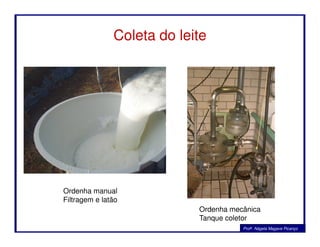 Coleta do leite
Profa. Nágela Magave Picanço
Ordenha manual
Filtragem e latão
Ordenha mecânica
Tanque coletor
 