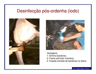 Desinfecção pós-ordenha (iodo)
Profa. Nágela Magave Picanço
Vantagens:
1. Elimina bactérias;
2. Fecha esfíncter mamário;
3. Impede entrada de bactérias no úbere.
 