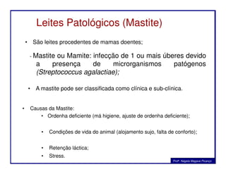 Leites Patológicos (Mastite)
• São leites procedentes de mamas doentes;
• A mastite pode ser classificada como clínica e sub-clínica.
- Mastite ou Mamite: infecção de 1 ou mais úberes devido
a presença de microrganismos patógenos
(Streptococcus agalactiae);
• Causas da Mastite:
• Ordenha deficiente (má higiene, ajuste de ordenha deficiente);
• Condições de vida do animal (alojamento sujo, falta de conforto);
• Retenção láctica;
• Stress.
• A mastite pode ser classificada como clínica e sub-clínica.
Profa. Nágela Magave Picanço
 