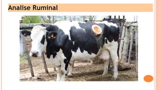 Microfauna Rumenala Aula 1- Digestivo de ruminantes e Ambiente RumenReticulo.ppt