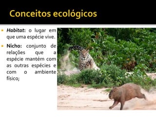  Habitat: o lugar em
que uma espécie vive.
 Nicho: conjunto de
relações que a
espécie mantém com
as outras espécies e
com o ambiente
físico;
 