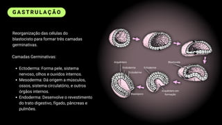 Aula 1 - Embriologia humana - aula de Biologia | PDF