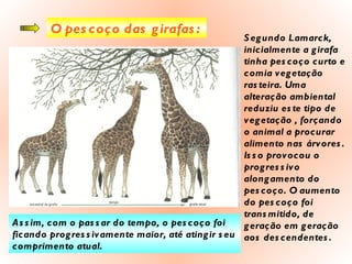 O pescoço das girafas: Segundo Lamarck, inicialmente a girafa tinha pescoço curto e comia vegetação rasteira. Uma alteração ambiental reduziu este tipo de vegetação , forçando o animal a procurar alimento nas árvores. Isso provocou o progressivo alongamento do pescoço. O aumento do pescoço foi transmitido, de geração em geração aos descendentes.  Assim, com o passar do tempo, o pescoço foi ficando progressivamente maior, até atingir seu comprimento atual. 