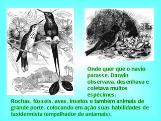 Onde quer que o navio parasse, Darwin observava, desenhava e coletava muitos espécimes.  Rochas, fósseis, aves, insetos e também animais de grande porte, colocando em ação suas habilidades de taxidermista (empalhador de aniamais). 