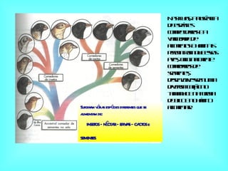 Nas ilhas, a ausência de espécies competidoras e a variedade de alimentos e habitats permitiram que essas aves, originalmente comedoras de sementes, desenvolvessem uma diversificação no tamanho e na forma do bico e no hábito alimentar. Surgiram várias espécies diferentes que se alimentam de:  INSETOS – NÉCTAR – ERVAS – CACTOS e  SEMENTES 