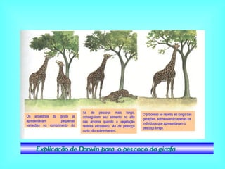 Explicação de Darwin para  o pescoço da girafa Os ancestrais da girafa já apresentavam pequenas variações no comprimento do pescoço. As de pescoço mais longo, conseguiram seu alimento no alto das árvores quando a vegetação rasteira escasseou. As de pescoço curto não sobreviveram . O processo se repetiu ao longo das gerações, sobrevivendo apenas os indivíduos que apresentavam o pescoço longo. 