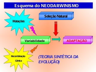 Esquema do NEODARWINISMO Seleção Natural Mutações Recombinação Gênica Variabilidade (TEORIA SINTÉTICA DA EVOLUÇÃO) ADAPTAÇÃO 