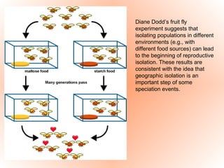 Diane Dodd’s fruit fly experiment suggests that isolating populations in different environments (e.g., with different food sources) can lead to the beginning of reproductive isolation. These results are consistent with the idea that geographic isolation is an important step of some speciation events.  