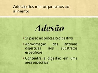 Adesão dos microrganismos ao
alimento
 1º passo no processo digestivo
 Aproximação das enzimas
digestivas aos substratos
específicos
 Concentra a digestão em uma
área específica
 