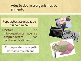 Adesão dos microrganismos ao
alimento
Populações associadas ao
fluido ruminal
 Mistura de
microrganismos que se
desprenderam das
partículas de alimento
 Aderem e iniciam a
digestão de partículas
ingeridas
Correspondem 20 – 30%
da massa microbiana
 
