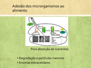 Adesão dos microrganismos ao
alimento
Para absorção de nutrientes
 Degradação a partículas menores
 Enzimas extracelulares
 