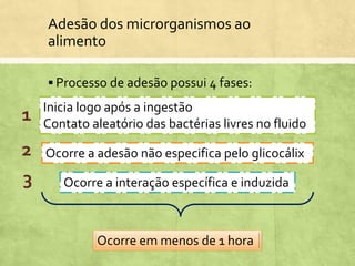 Adesão dos microrganismos ao
alimento
 Processo de adesão possui 4 fases:
Inicia logo após a ingestão
Contato aleatório das bactérias livres no fluido
Ocorre a adesão não especifica pelo glicocálix
Ocorre a interação específica e induzida
Ocorre em menos de 1 hora
1
2
3
 