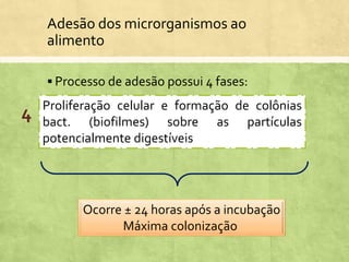 Adesão dos microrganismos ao
alimento
 Processo de adesão possui 4 fases:
Proliferação celular e formação de colônias
bact. (biofilmes) sobre as partículas
potencialmente digestíveis
Ocorre ± 24 horas após a incubação
Máxima colonização
4
 