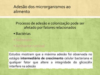 Adesão dos microrganismos ao
alimento
Processo de adesão e colonização pode ser
afetado por fatores relacionados
 Bactérias
 Substrato
 Ambiente ruminal
Estudos mostram que a máxima adesão foi observada no
estágio intermediário de crescimento celular bacteriana e
qualquer fator que altere a integridade do glicocálix
interfere na adesão
 