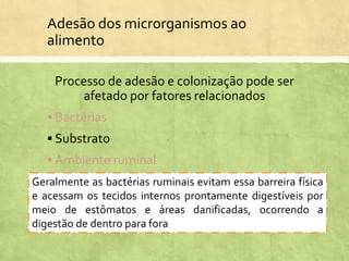 Adesão dos microrganismos ao
alimento
Processo de adesão e colonização pode ser
afetado por fatores relacionados
 Bactérias
 Substrato
 Ambiente ruminal
A camada cuticular de grãos e forragens, interferem na
aderência. Lignina, taninos e excesso de gordura da dieta
interferem na aderência e na atv. hidrolítica da bactéria
Geralmente as bactérias ruminais evitam essa barreira física
e acessam os tecidos internos prontamente digestíveis por
meio de estômatos e áreas danificadas, ocorrendo a
digestão de dentro para fora
 