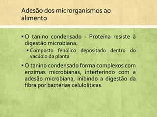  O tanino condensado - Proteína resiste à
digestão microbiana.
 Composto fenólico depositado dentro do
vacúolo da planta
 O tanino condensado forma complexos com
enzimas microbianas, interferindo com a
adesão microbiana, inibindo a digestão da
fibra por bactérias celulolíticas.
Adesão dos microrganismos ao
alimento
 