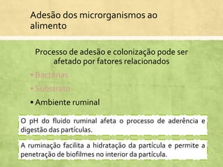 Adesão dos microrganismos ao
alimento
Processo de adesão e colonização pode ser
afetado por fatores relacionados
 Bactérias
 Substrato
 Ambiente ruminal
O pH do fluido ruminal afeta o processo de aderência e
digestão das partículas.
A ruminação facilita a hidratação da partícula e permite a
penetração de biofilmes no interior da partícula.
 