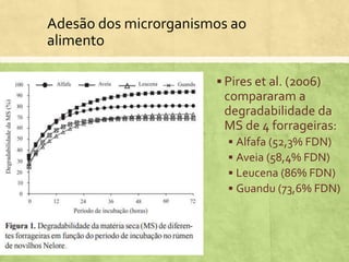  Pires et al. (2006)
compararam a
degradabilidade da
MS de 4 forrageiras:
 Alfafa (52,3% FDN)
 Aveia (58,4% FDN)
 Leucena (86% FDN)
 Guandu (73,6% FDN)
Adesão dos microrganismos ao
alimento
 