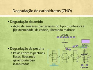  Degradação do amido
 Ação de amilases bacterianas do tipo α (interior) e
β(extremidade) da cadeia, liberando maltose
Degradação de carboidratos (CHO)
Amido
 Degradação da pectina
 Pelas enzimas pectinas
liases, liberando
galactourinídeo
insaturados
 
