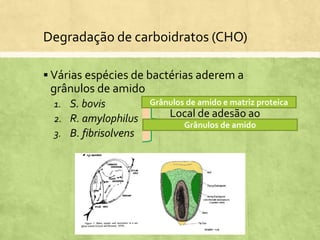  Várias espécies de bactérias aderem a
grânulos de amido
1. S. bovis
2. R. amylophilus
3. B. fibrisolvens
Degradação de carboidratos (CHO)
Local de adesão ao
substrato diferentes
Grânulos de amido e matriz proteica
Grânulos de amido
 