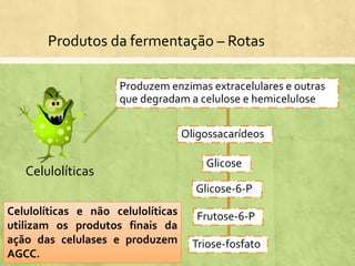 Produtos da fermentação – Rotas
Celulolíticas
Produzem enzimas extracelulares e outras
que degradam a celulose e hemicelulose
Oligossacarídeos
Glicose
Glicose-6-P
Frutose-6-P
Triose-fosfato
Celulolíticas e não celulolíticas
utilizam os produtos finais da
ação das celulases e produzem
AGCC.
 