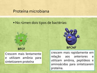 Proteína microbiana
 No rúmen dois tipos de bactérias:
BFCF BFCNF
Crescem mais lentamente
e utilizam amônia para
sintetizarem proteína
crescem mais rapidamente em
relação aos anteriores e
utilizam amônia, peptídeos e
aminoácidos para sintetizarem
proteína.
 